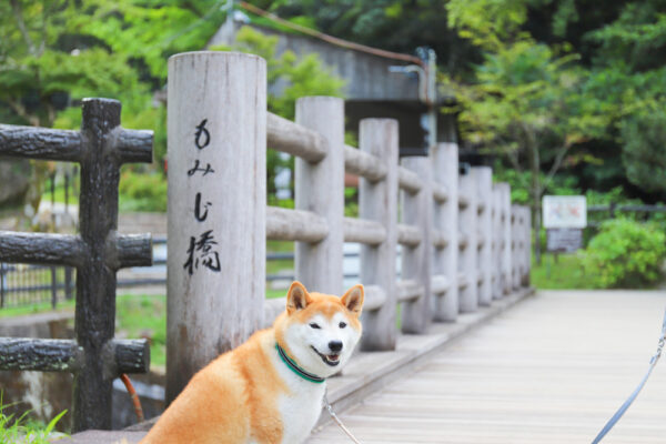 瀬戸市岩屋堂公園