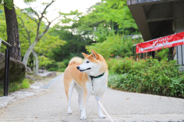 岩屋堂公園