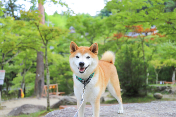 岩屋堂公園