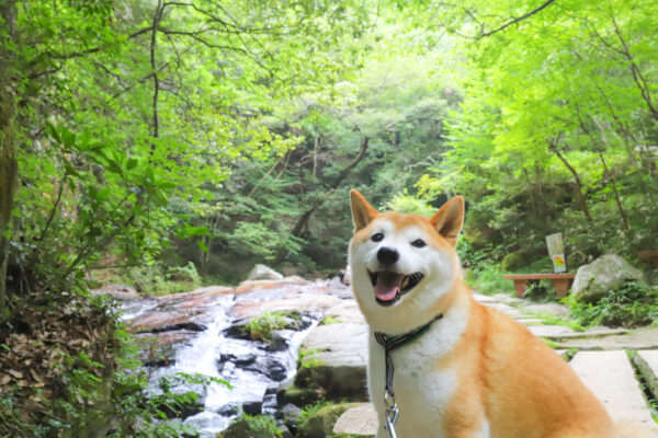 岩谷堂公園