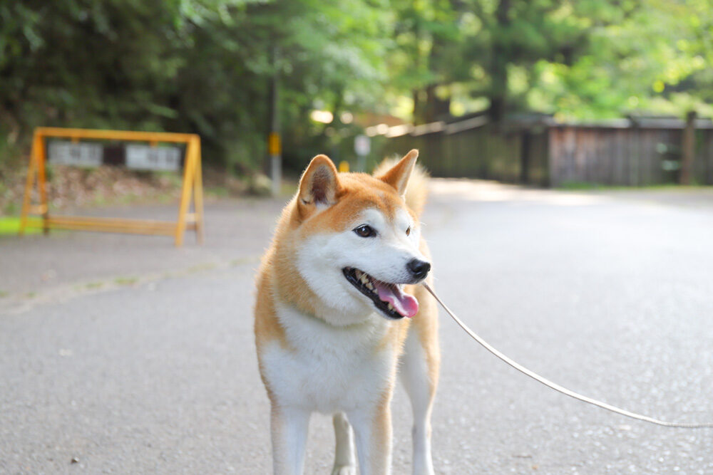 岩谷堂公園で犬連れ散歩
