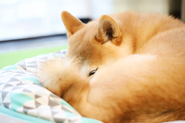 柴犬の問題行動