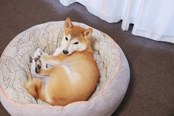 散歩に行きたくない柴犬