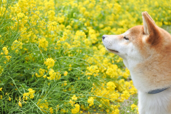 菜の花畑の柴犬