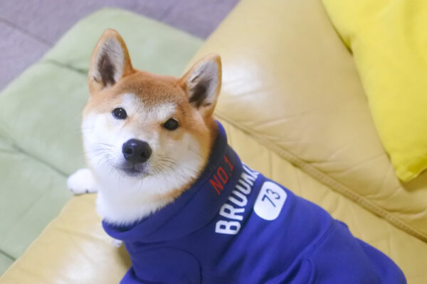 服を着た柴犬