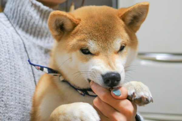 甘噛みする柴犬