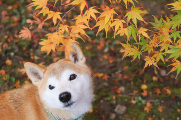 永保寺の紅葉