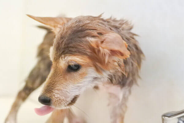 柴犬のシャンプー