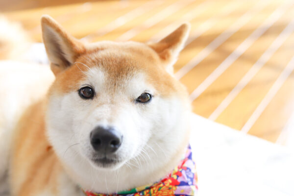 口輪の跡がついた柴犬