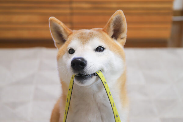 散歩を請求する柴犬