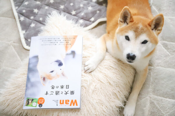 Wan 柴犬と暮らす日本の冬