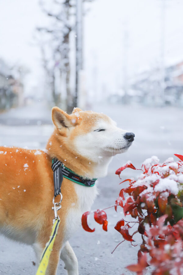 雪の中の柴犬