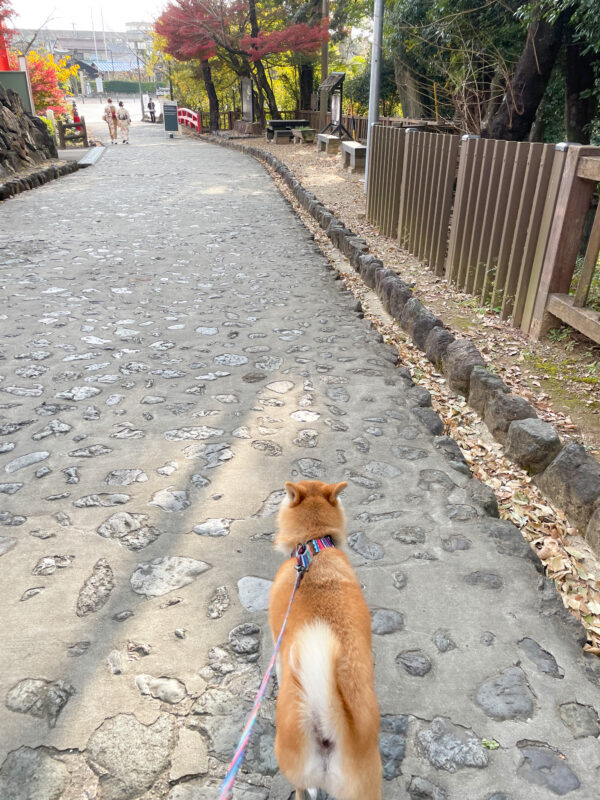 犬山城下町で犬連れ散歩