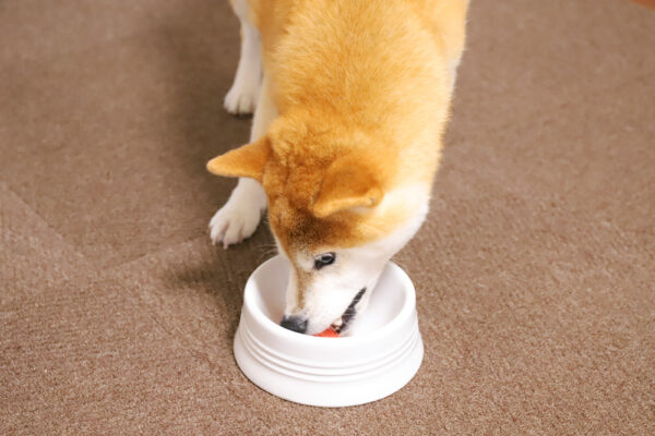 フードアグレッシブの柴犬