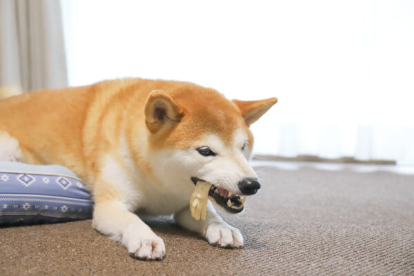 フードアグレッシブの柴犬