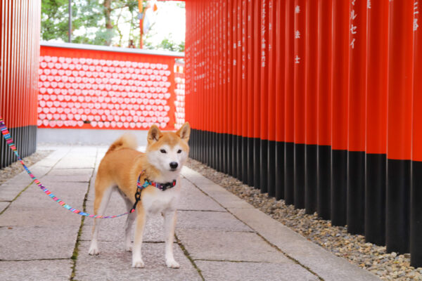 三光稲荷神社