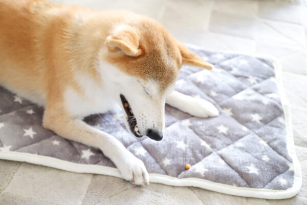 おやつを食べる柴犬