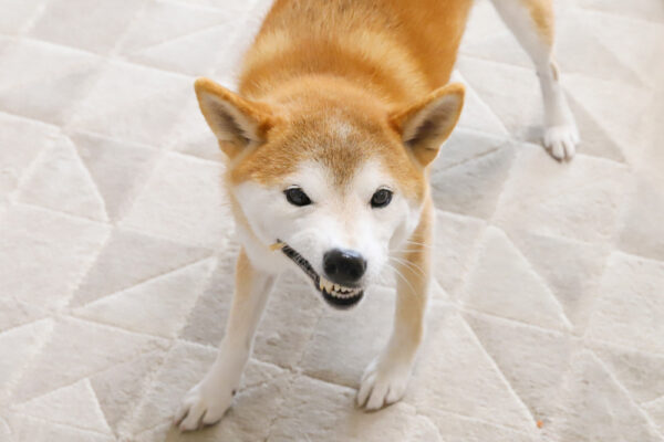 柴犬のフードアグレッシブ