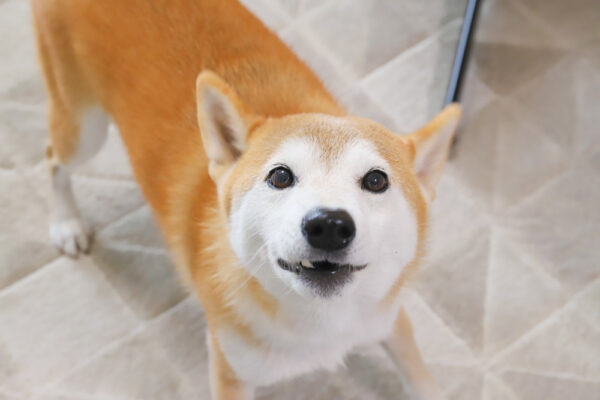 柴犬のフードアグレッシブ