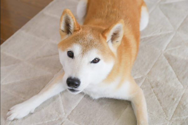 柴犬のフードアグレッシブ