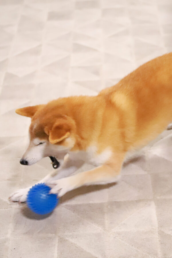ボール遊びをする柴犬