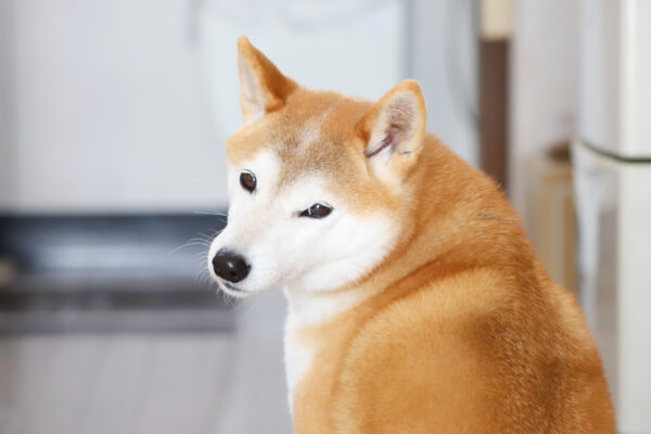 車に乗るのを嫌がる柴犬