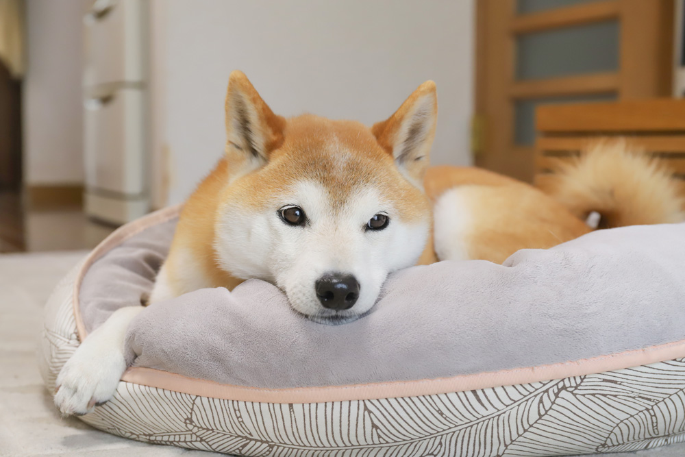 かわいい柴犬　ファズヤードのベッド