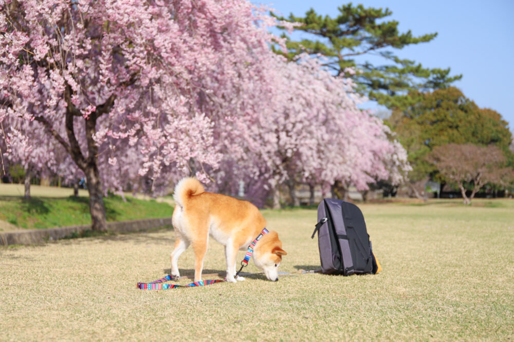 柴犬と桜