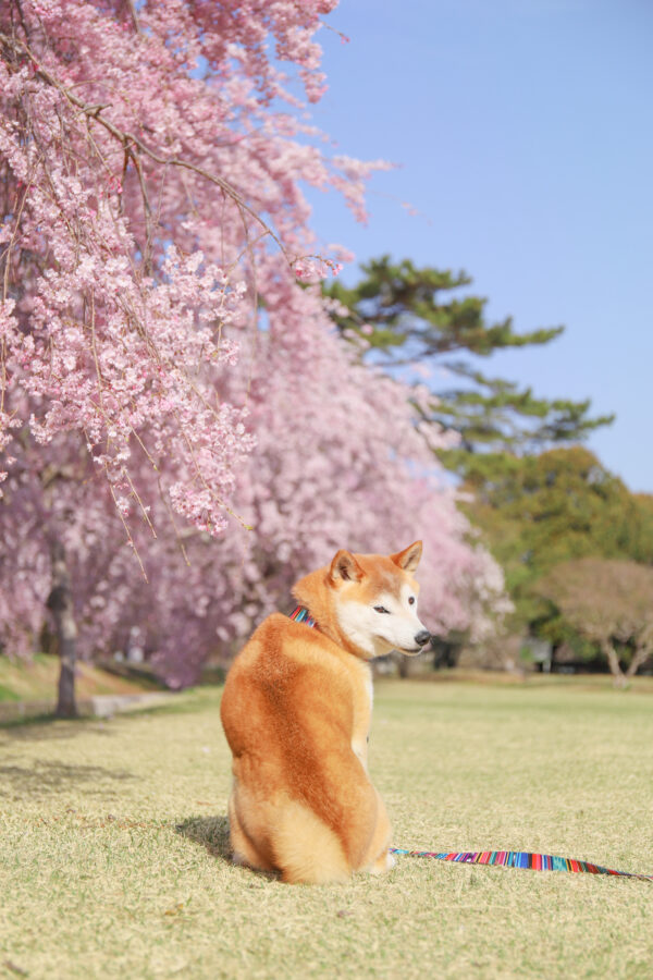 枝垂れ桜と柴犬