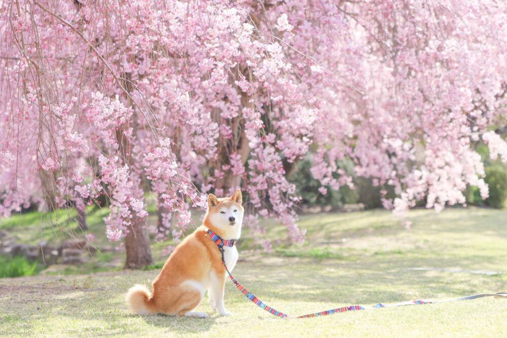 枝垂れ桜と柴犬