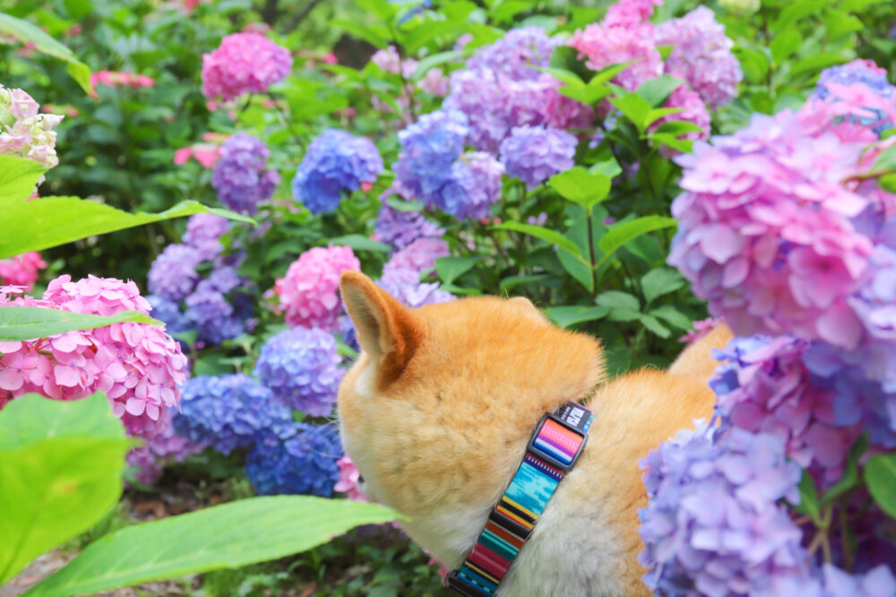 柴犬と紫陽花