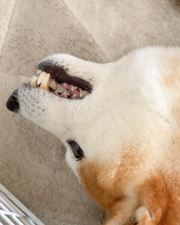 歯石がついた柴犬の歯