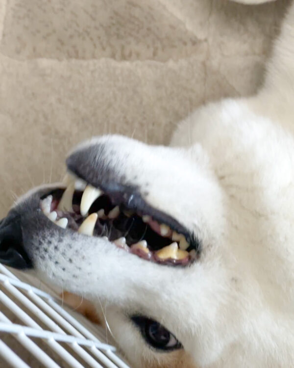 歯石がついた柴犬の歯
