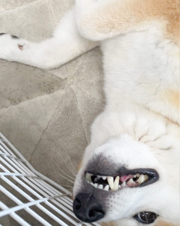 歯石除去後の柴犬の歯