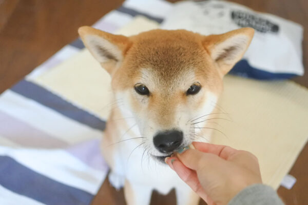 おやつを食べる柴犬