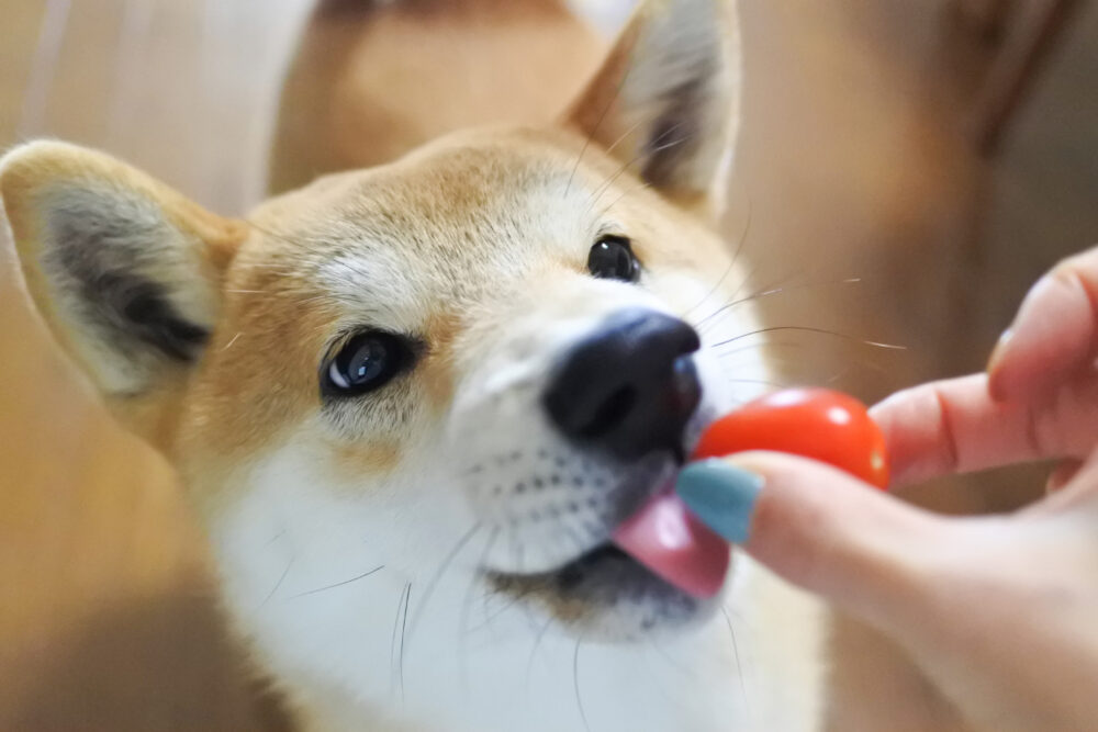 トマトを食べる柴犬