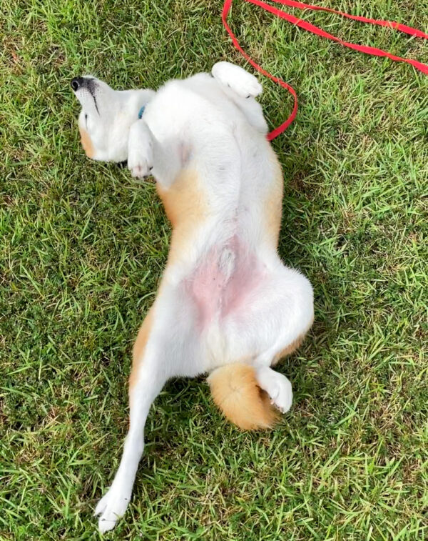 芝生に寝そべる柴犬