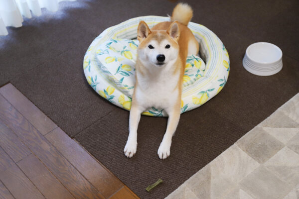 グリニーズと柴犬