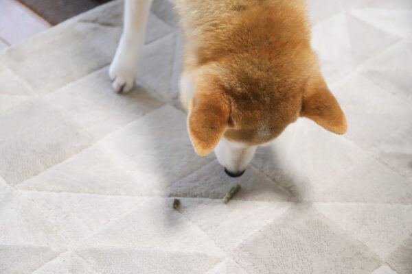 グリニーズを食べる柴犬