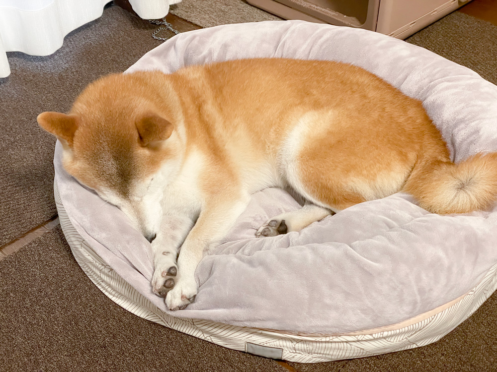 ベッドで眠る柴犬