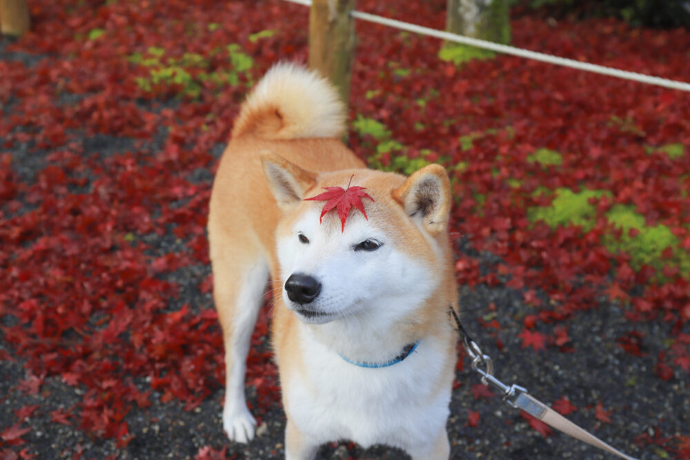 紅葉を頭に乗せる柴犬