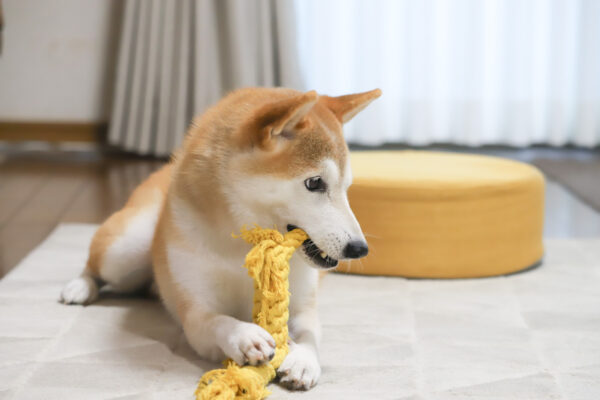 おもちゃで遊ぶ柴犬