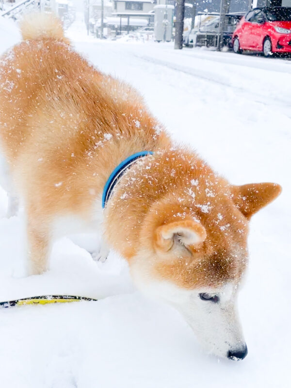 雪の日の柴犬