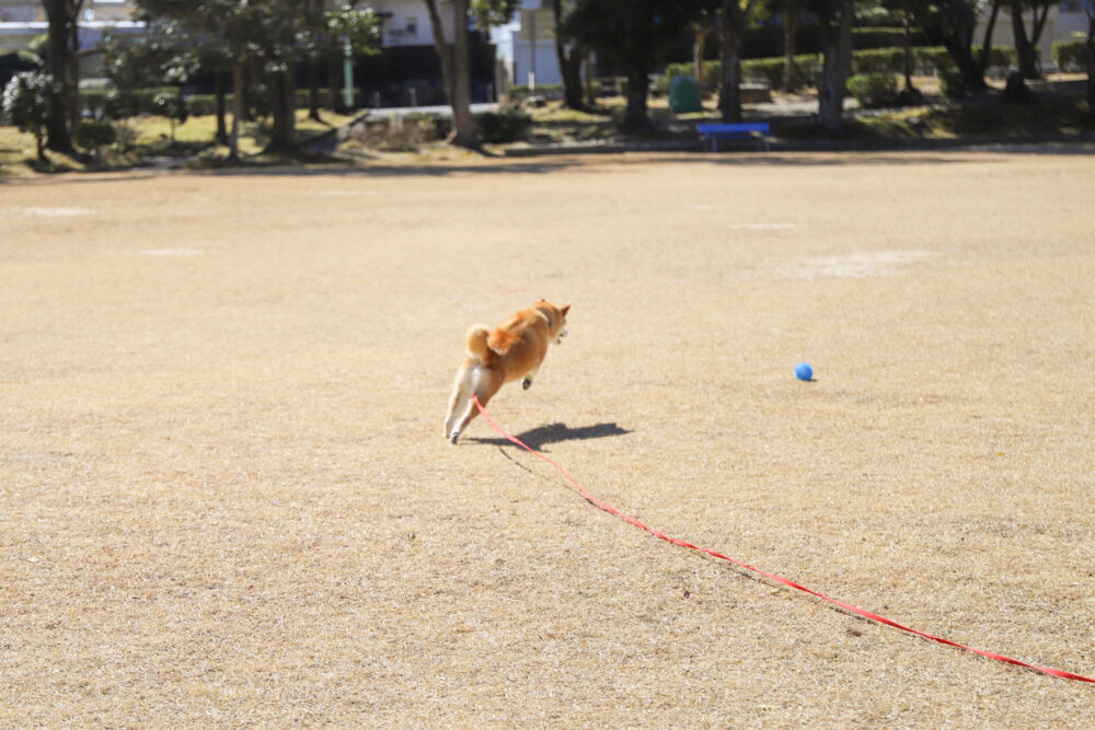 ボールで遊ぶ柴犬