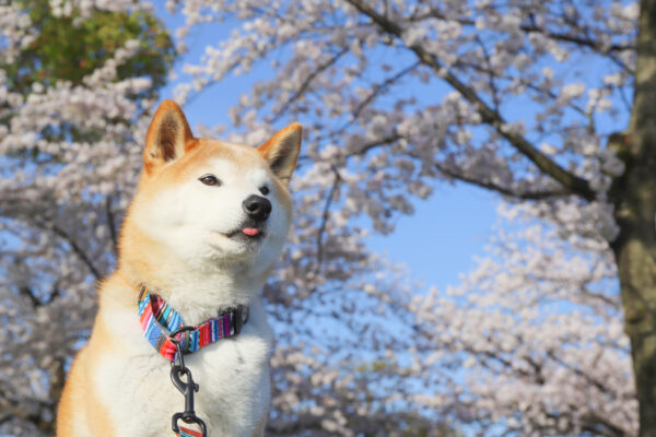 柴犬と桜