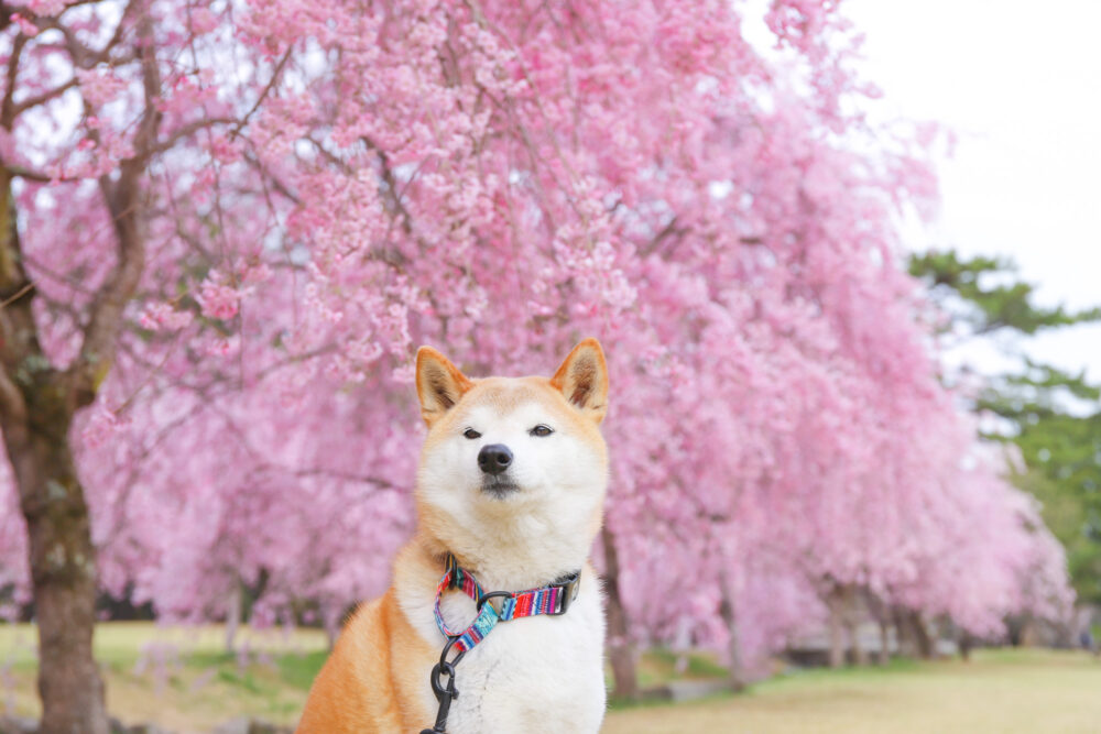 柴犬としだれ桜