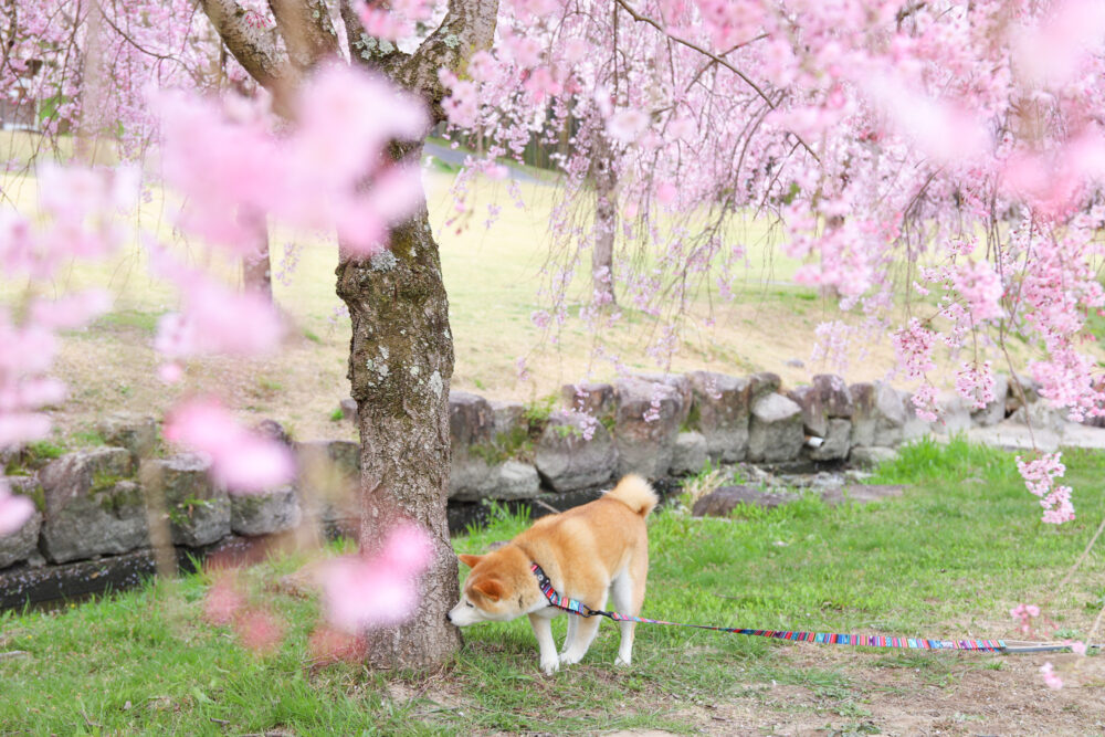 柴犬としだれ桜