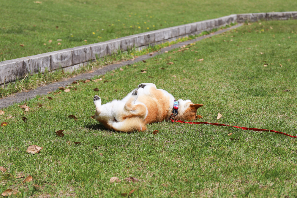芝生で寝転ぶ柴犬