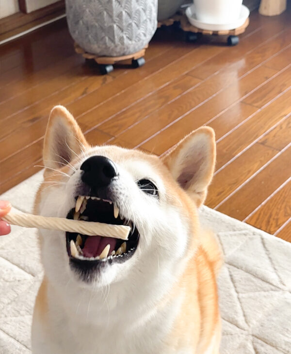 ガムを食べる柴犬