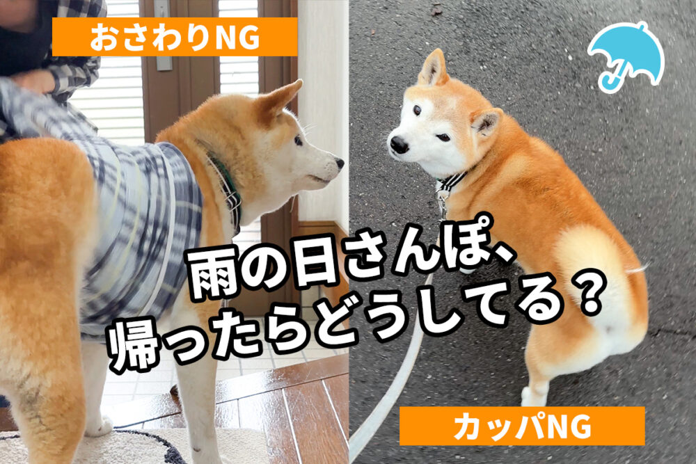 外でしかトイレをしない柴犬